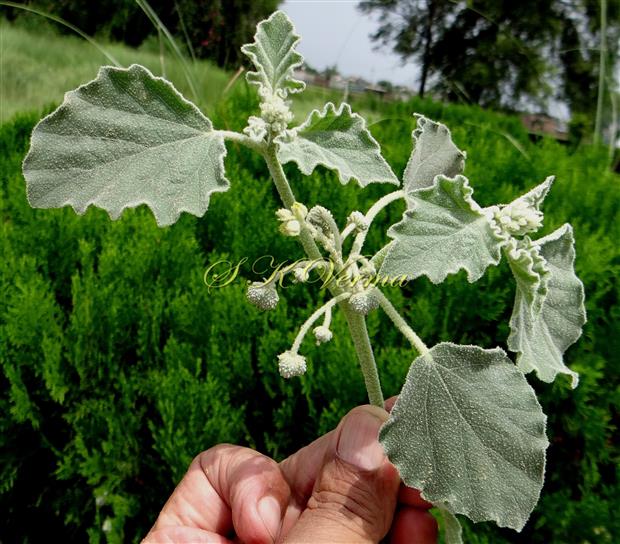  Inflorescence with male flowers above and female flowers below